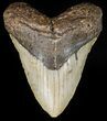 Huge, Megalodon Tooth - North Carolina #42292-1